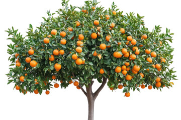 Lush orange tree laden with ripe, juicy oranges.