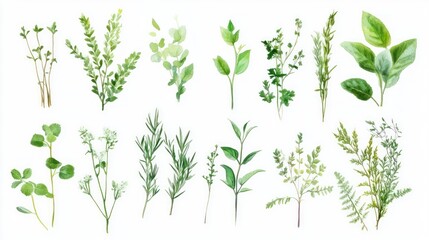 A collection of various green herbs and leaves illustrated in a watercolor style.