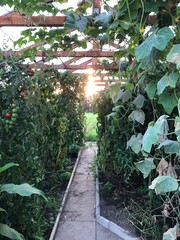 Gew&auml;chshaus Gurken, Tomaten