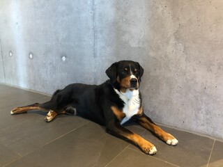 Appenzeller Senner Beton