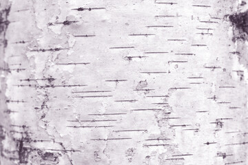 pattern of birch bark with black birch stripes