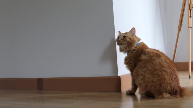 The Siberian cat ginger cat relaxing in the house.