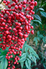PLANTA NANDINA ARBUSTO FLOR Y FRUTO 
