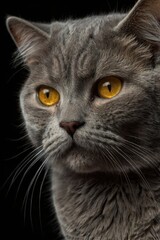 Grey cat with yellow eyes