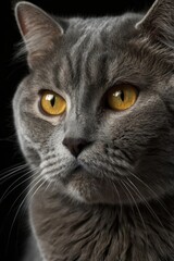 Grey cat with yellow eyes