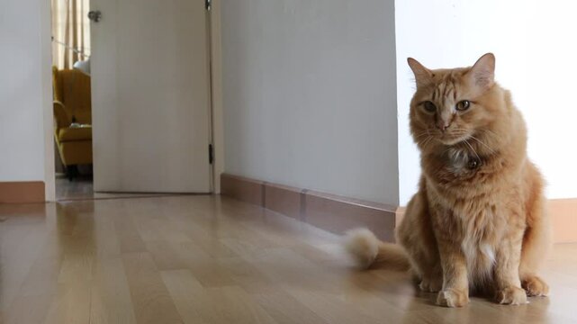 The Siberian cat ginger cat relaxing in the house.