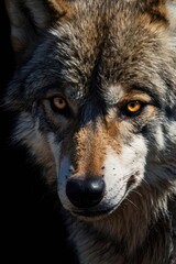 Obraz premium Wolf with a brown and black face