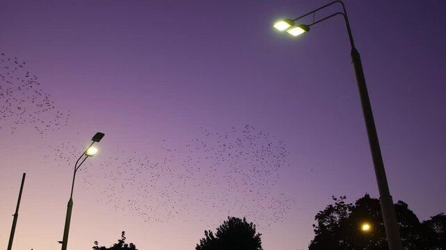 Starling birds flying in a large group in the sky during sunset above the city. Flock murmuration in the sky that move in shape-shifting clouds before the night.