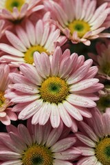Bunch of pink flowers with yellow centers