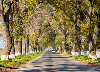 A straight road among big, old trees