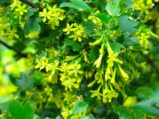 golden flowering currant (Ribes aureum)