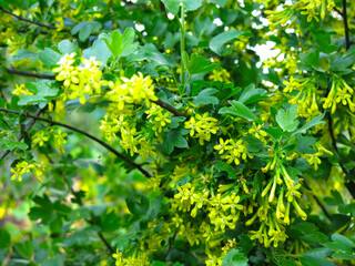 golden flowering currant (Ribes aureum)