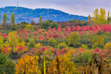 AUTUMN FESTİVAL