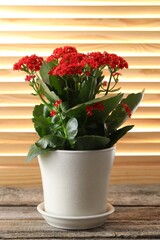 Fototapeta premium Beautiful red kalanchoe flower in pot on wooden table indoors