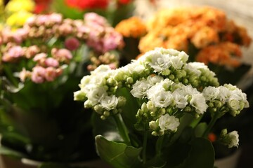 Many different beautiful kalanchoe flowers, closeup view