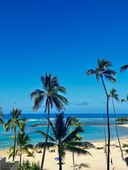 Obraz premium palm tree on the beach