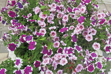 pink and purple petunias in a street flower bed