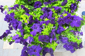 lush blue petunia in a flower bed