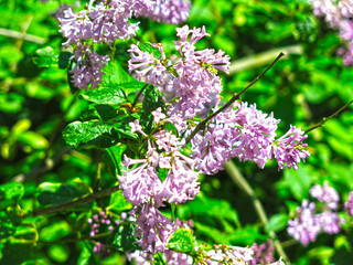 Obraz premium fading purple-pink lilac on the branches