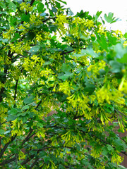 golden flowering currant (Ribes aureum)