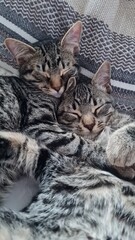 Adorable Sleeping Kittens: Two Cats Cuddled Together