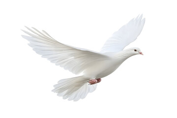 Beautiful flying White dove isolated on transparent background png file