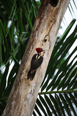 Costa Rica Rainforest Animals