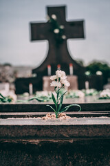 Flor com lápido ao fundo