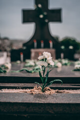 Flor com lápido ao fundo