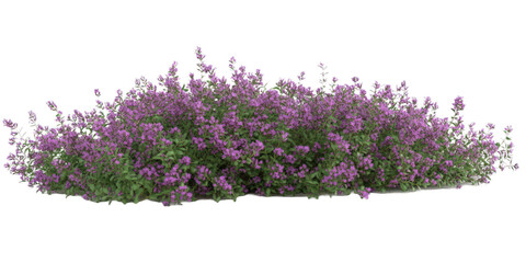 Lush purple flowering shrub isolated on black background. (2)
