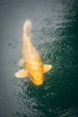 Peixe submerso saindo para comer