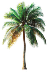 palm tree isolated on white