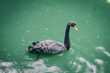 Cisne nadando em lago verde