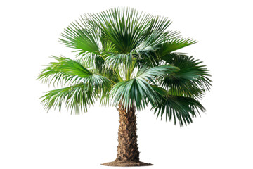 Obraz premium palm tree isolated on white