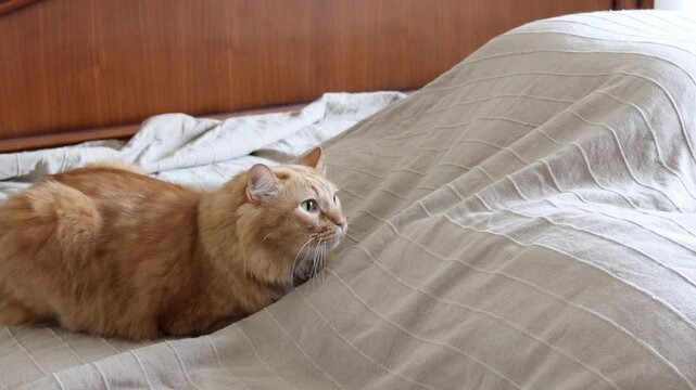 The Siberian cat ginger cat relaxing in the house.