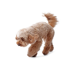 Cute Toy Poodle dog on white background. Lovely pet