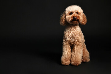 Cute Toy Poodle dog on black background, space for text. Lovely pet