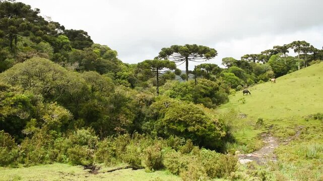 Campos de cima da serra - Brazilian subtropical highlands grasslands in Sao Francisco de Paula (South of Brazil)