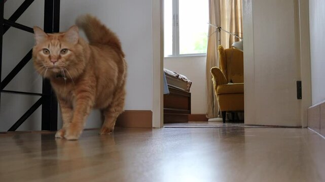 The Siberian cat ginger cat relaxing in the house.