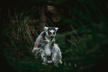 Ring tailed lemur at the zoo