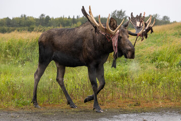 Alaska Yukon Bull Moose in Early Autumn in Alaska