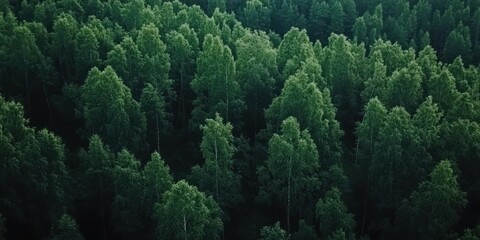 Aerial View Of Lush Green Forest Canopy