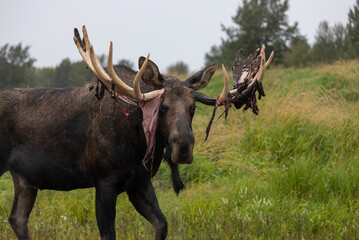 Alaska Yukon Bull Moose in Early Autumn in Alaska