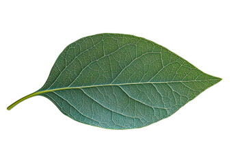Obraz premium A detailed image of a single eucalyptus leaf edge,
