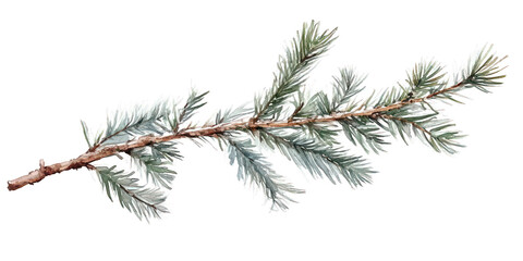 Single spruce branch with needles, isolated on black background.