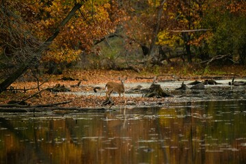 White-tail deer at Watkins Lake State Park, Michigan with autumn background.