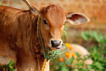 Pretty Little Baby Cow or Calf