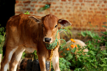 Pretty Little Baby Cow or Calf