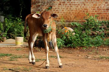 Pretty Little Baby Cow or Calf