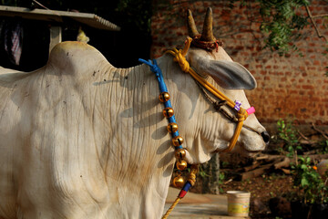 Happy Pongal religious traditional festival of south Indian cow with traditional decoration	